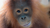 Cinta, the Orangutan from the Borneo Orangutan Survival Foundation - caring for rescued orangutans