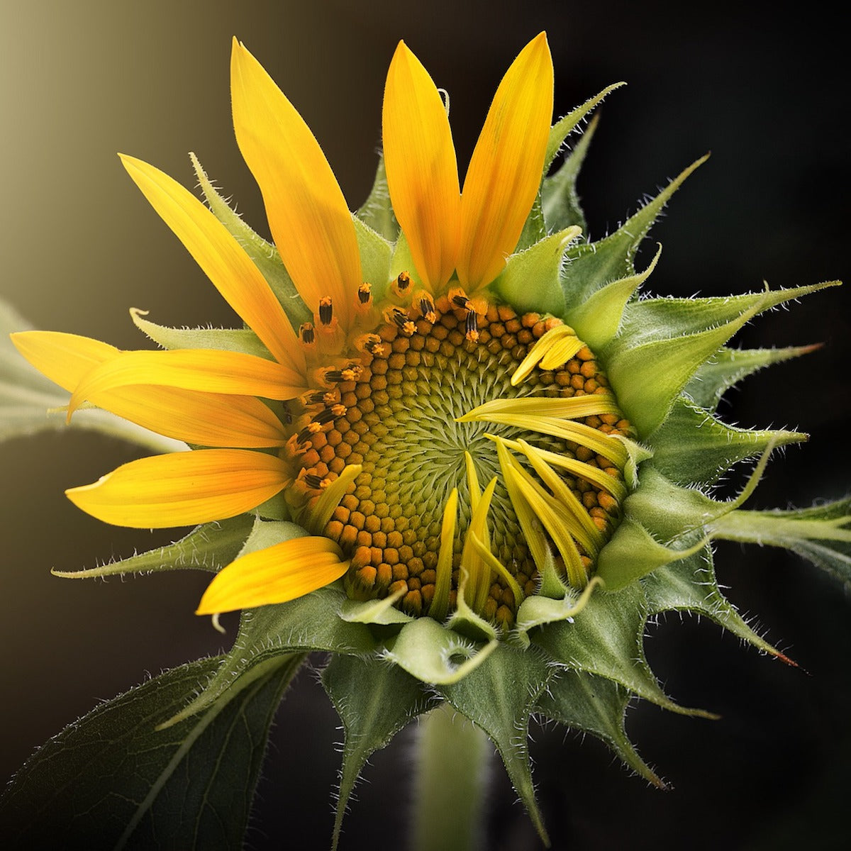 A yellow sunflower opening 