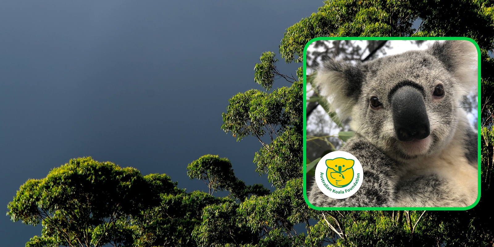 Yanni koala and the AKF logo on a background of gum trees
