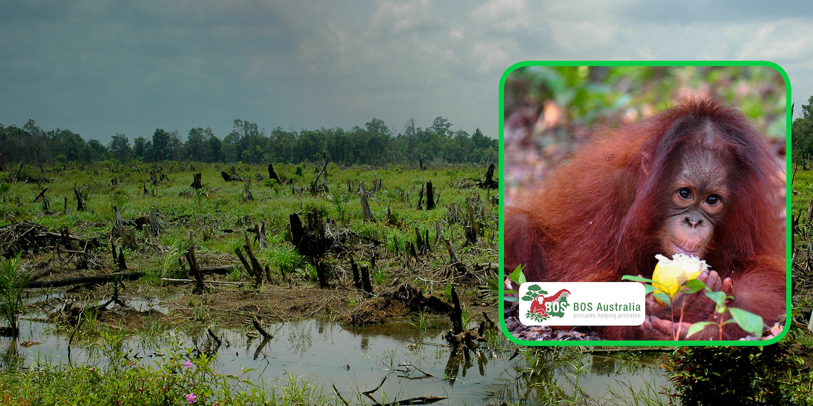 Cinta the orangutan and BOSA logo, Borneo Orangutan Survival Australia