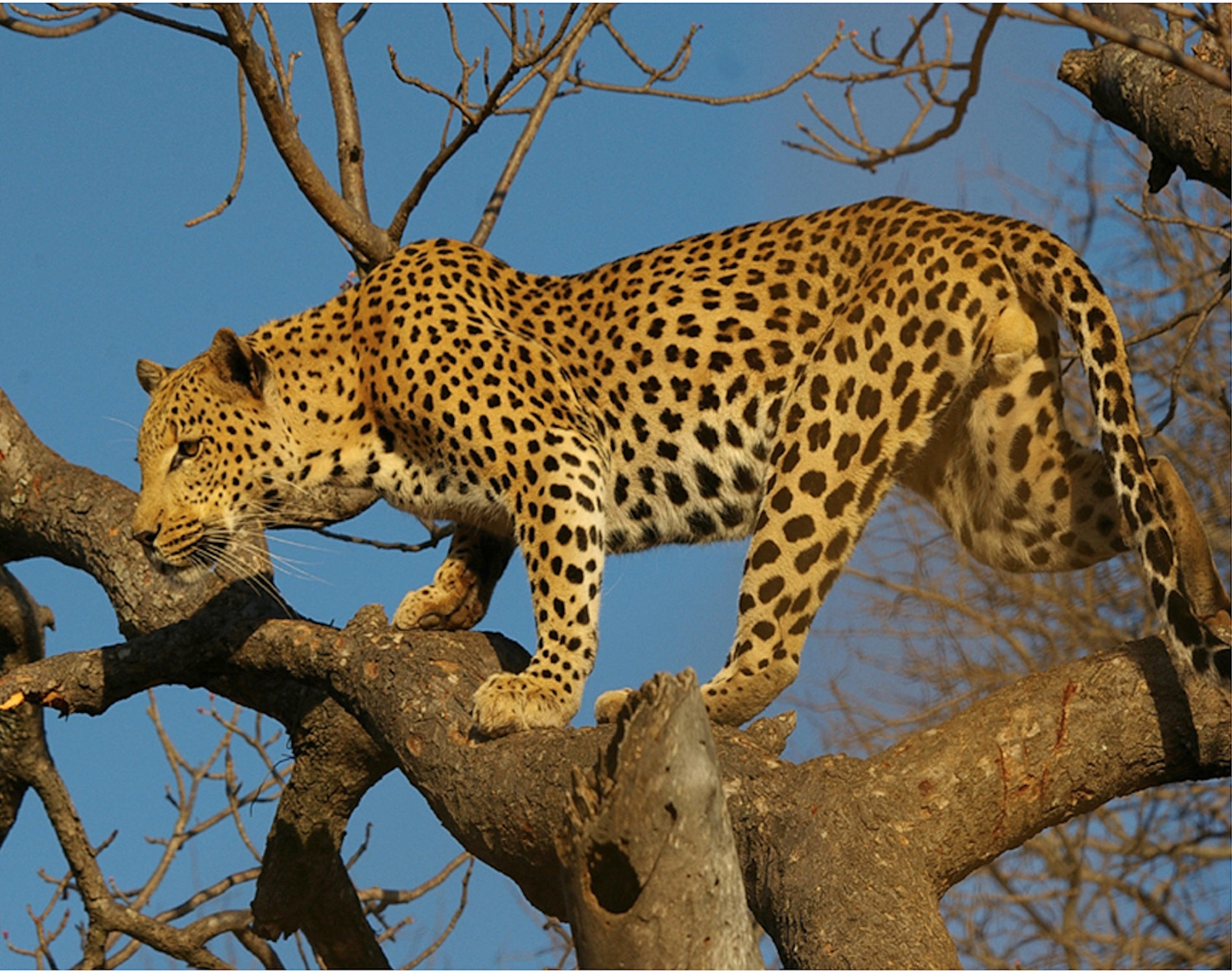 The African leopard on the hunt, watching and waiting. One of Africa's Big Five wildlife, its survival has become of concern for conservationists