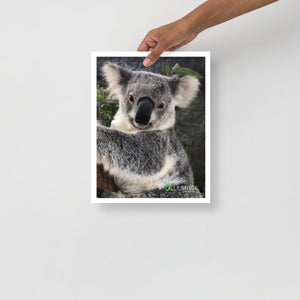 Yanni Koala Premium Lustre Photo Paper Poster