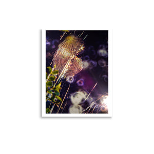 Web Woven At Sunset Premium Lustre Photo Paper Poster