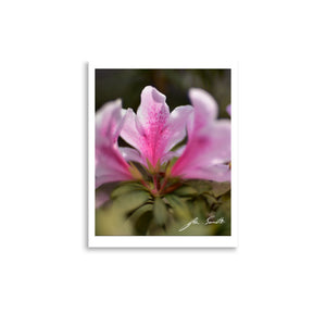Pink Glory Petals Premium Lustre Photo Paper Poster