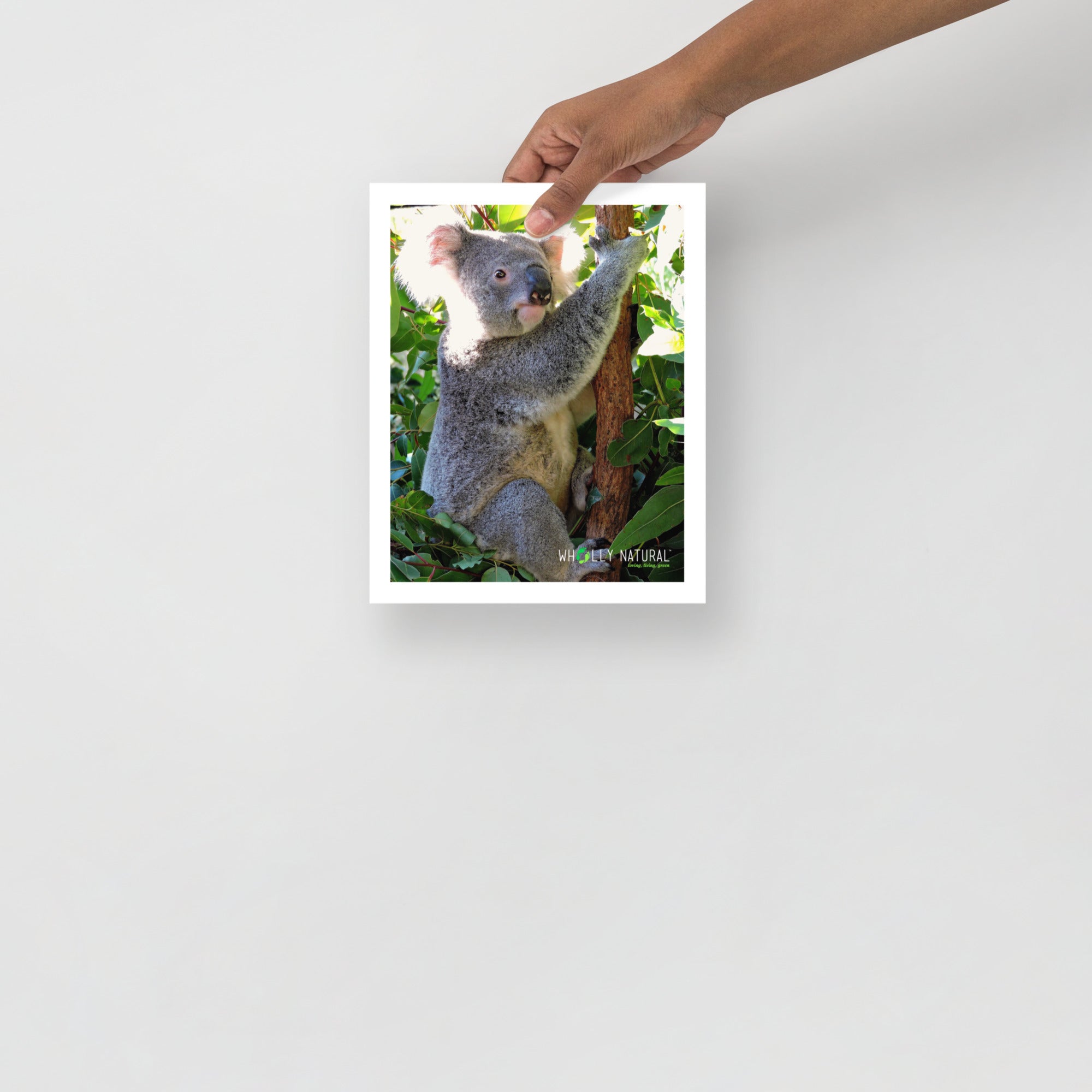 Coen Koala Premium Lustre Photo Paper Poster