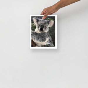 Yanni Koala Premium Lustre Photo Paper Poster
