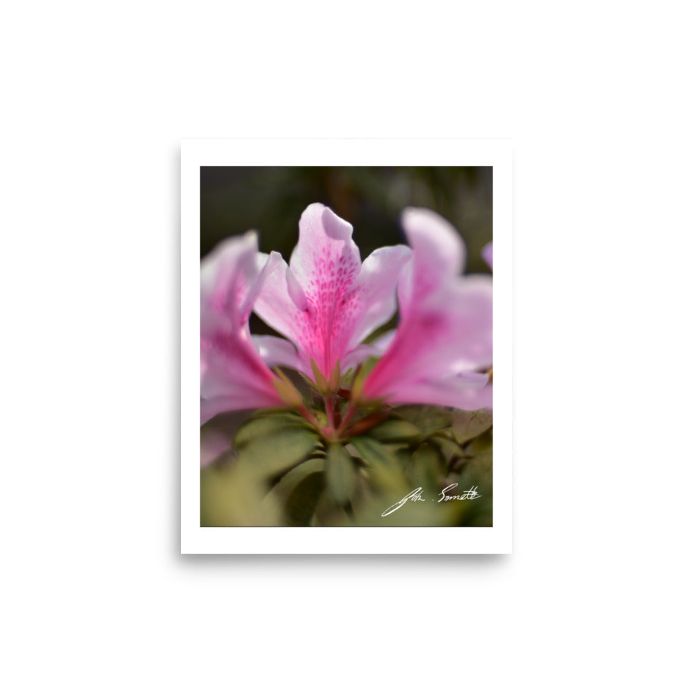 Pink Glory Petals Premium Lustre Photo Paper Poster